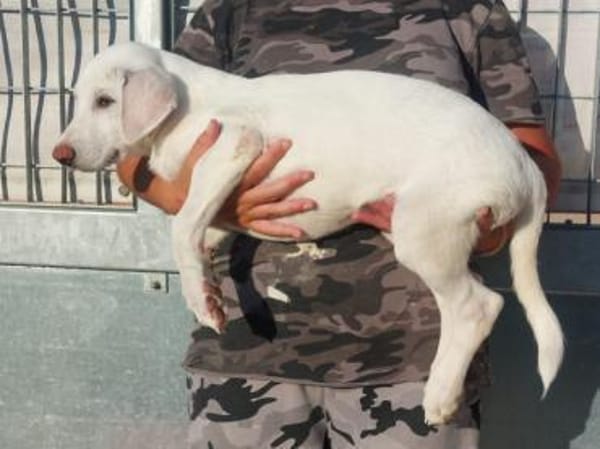 Liebenswerter Giovedi sucht Zuhause