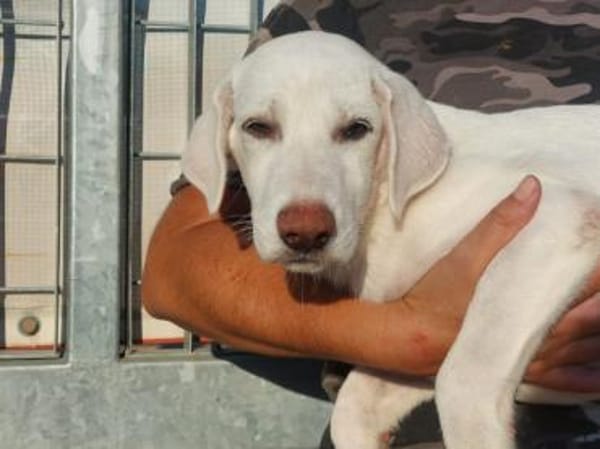 Liebenswerter Giovedi sucht Zuhause