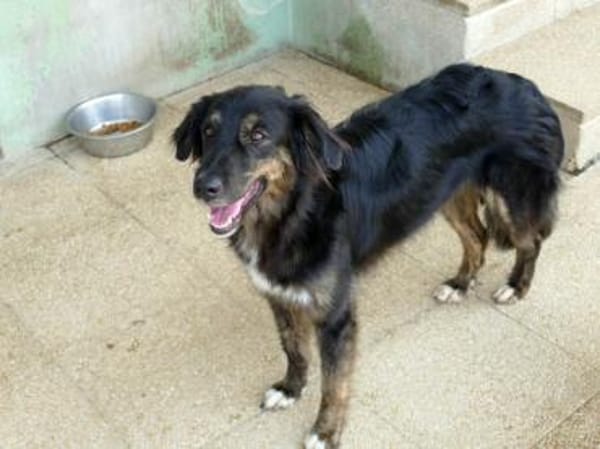 Belli möchte adoptiert werden