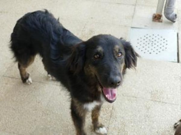 Belli möchte adoptiert werden