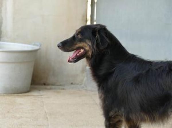 Belli möchte adoptiert werden
