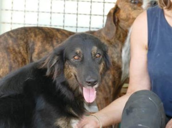 Belli möchte adoptiert werden