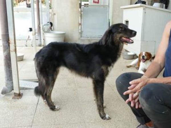 Belli möchte adoptiert werden