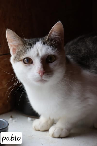 PABLO