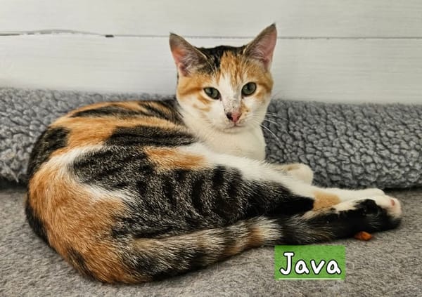 JAVA