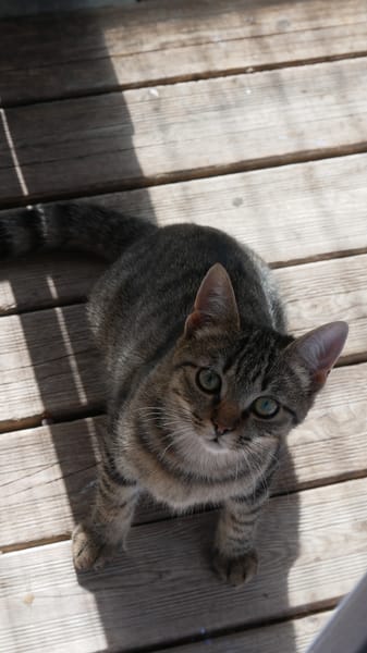 SUMATRA