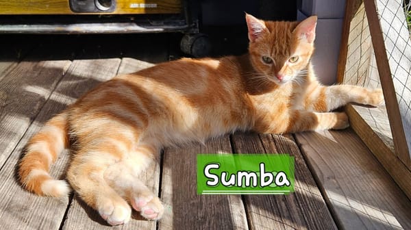 SUMBA