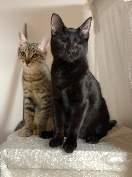 Aura et Maya
