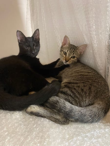 Aura et Maya