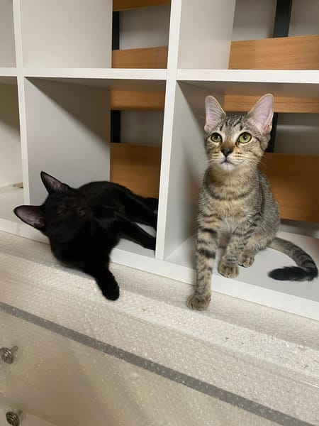 Aura et Maya