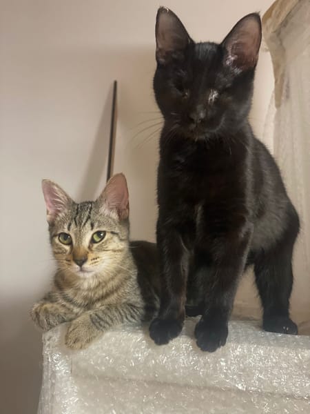 Aura et Maya