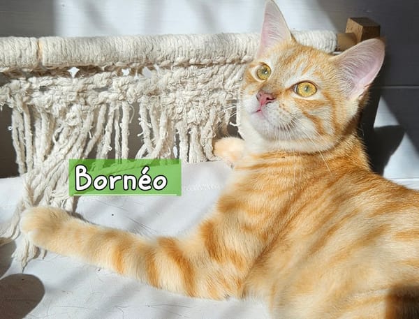 BORNEO