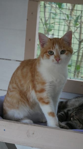 GILI