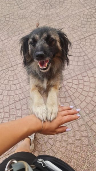 PELOSO 💙 liebenswerte Menschen gesucht