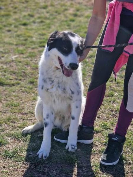 NOTFALLHUND JACKSON sucht dringend🙏🆘