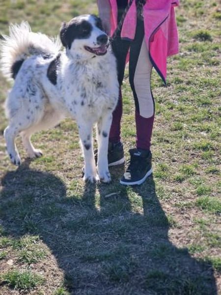 NOTFALLHUND JACKSON sucht dringend🙏🆘