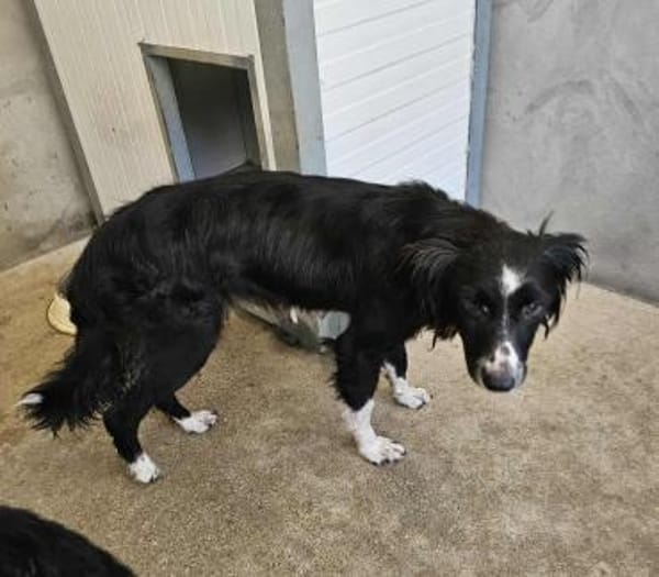Hübsche Hündin Collie