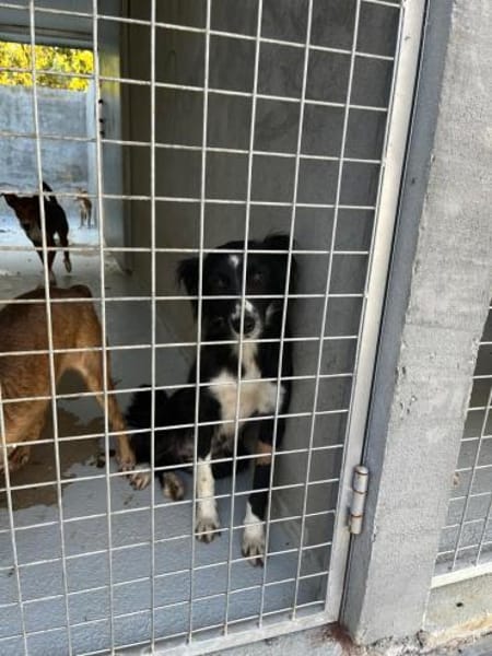 Hübsche Hündin Collie