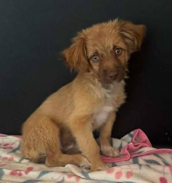 Zauberhafter SIMBA sucht liebe Familie