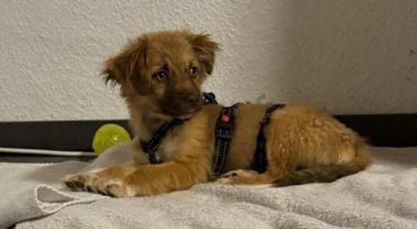 Zauberhafter SIMBA sucht liebe Familie
