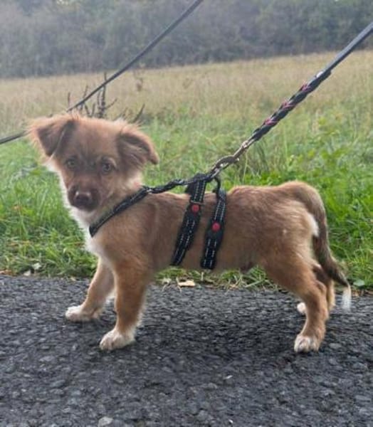 Zauberhafter SIMBA sucht liebe Familie