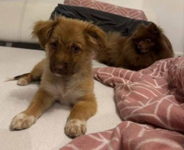 Zauberhafter SIMBA sucht liebe Familie