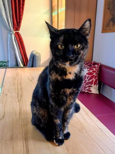 Hübsche Schildpattkatze Lenka 2 Jahre