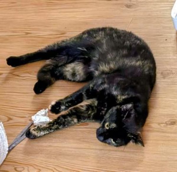Hübsche Schildpattkatze Lenka 2 Jahre