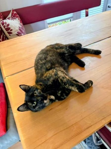 Hübsche Schildpattkatze Lenka 2 Jahre