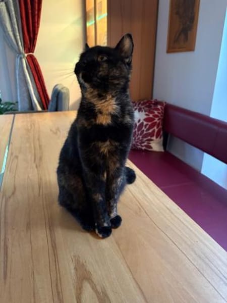 Hübsche Schildpattkatze Lenka 2 Jahre