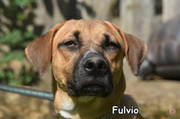 FULVIO