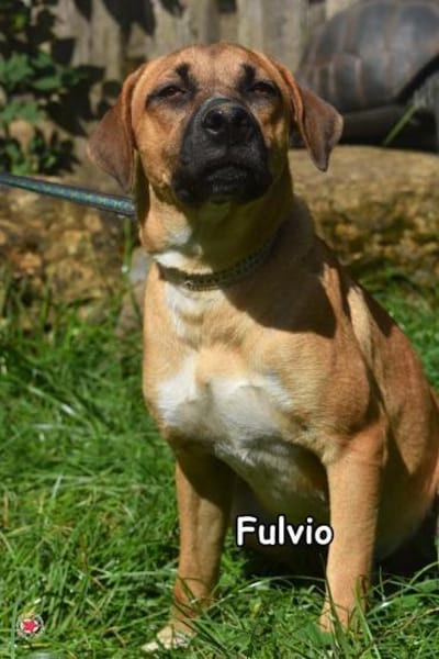 FULVIO