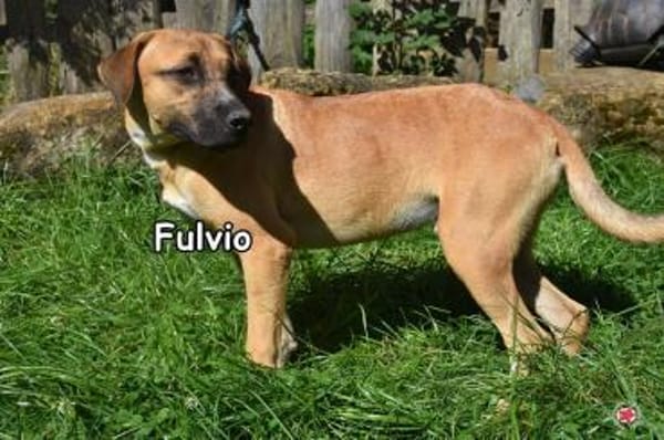 FULVIO