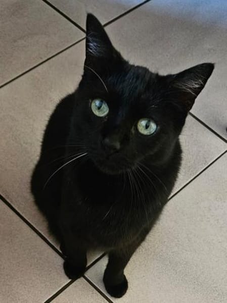 Coco in Mannheim sucht ihr Glück (SD)