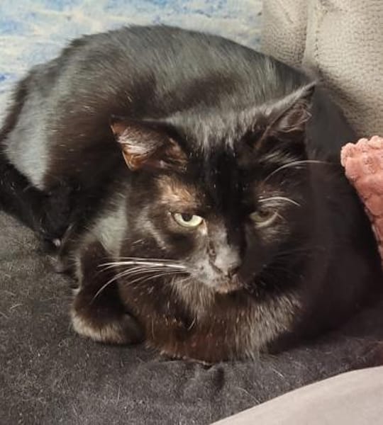 Coco in Mannheim sucht ihr Glück (SD)