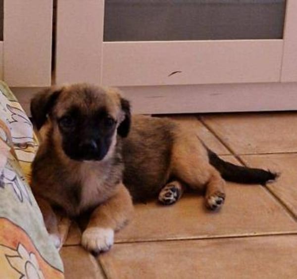 Süßer LUDWIG sucht sein Zuhause