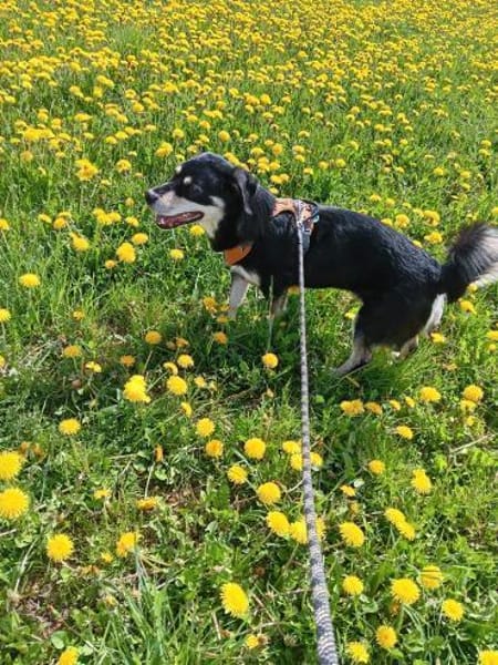Mika - Kleiner, unkomplizierter Hundebub