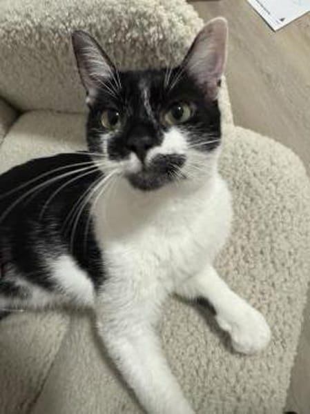 Schmusekatze NURIEL sucht!