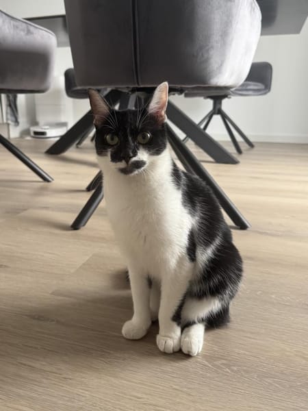 Schmusekatze NURIEL sucht!