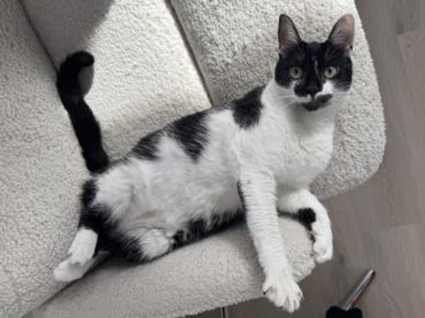 Schmusekatze NURIEL sucht!