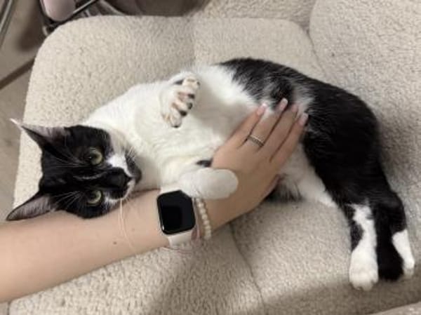 Schmusekatze NURIEL sucht!