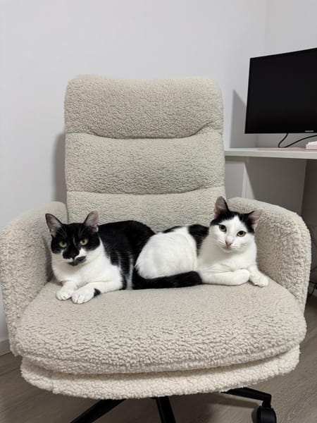Schmusekatze NURIEL sucht!
