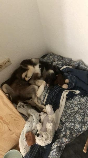 Teddy - süßer & verspielter Welpenbub