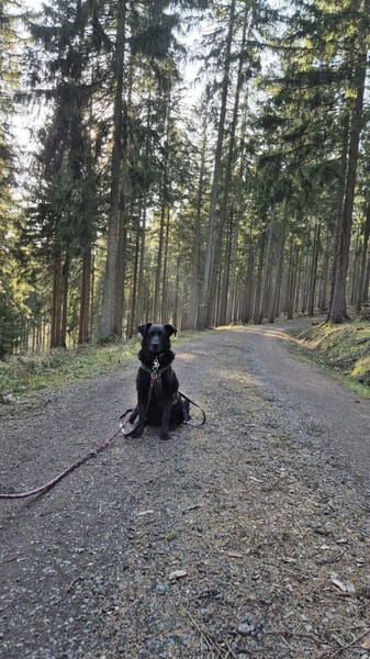 Lexi - sucht ihr Zuhause