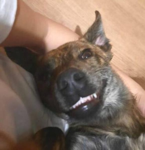Hundemädchen SHEILA