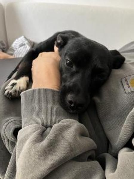 Kleine Hündin SLUKI sucht ein Zuhause!