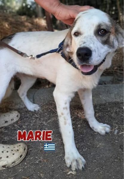 Marie - verschmust und kuschelbedürftig