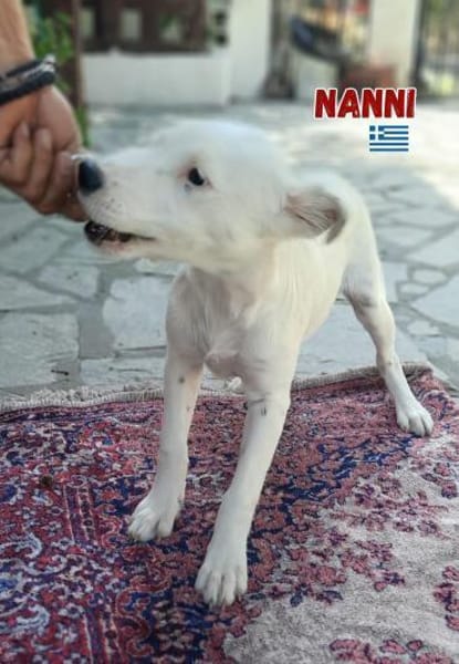 Nanni - lebhafte, süße Fellnase
