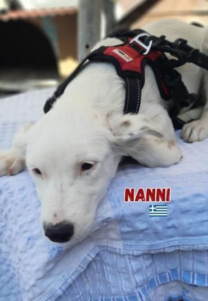 Nanni - lebhafte, süße Fellnase