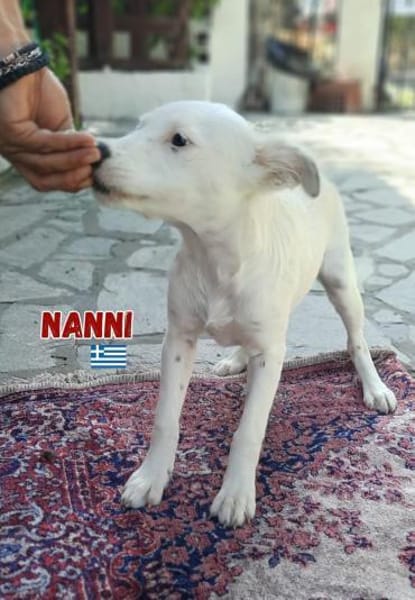 Nanni - lebhafte, süße Fellnase